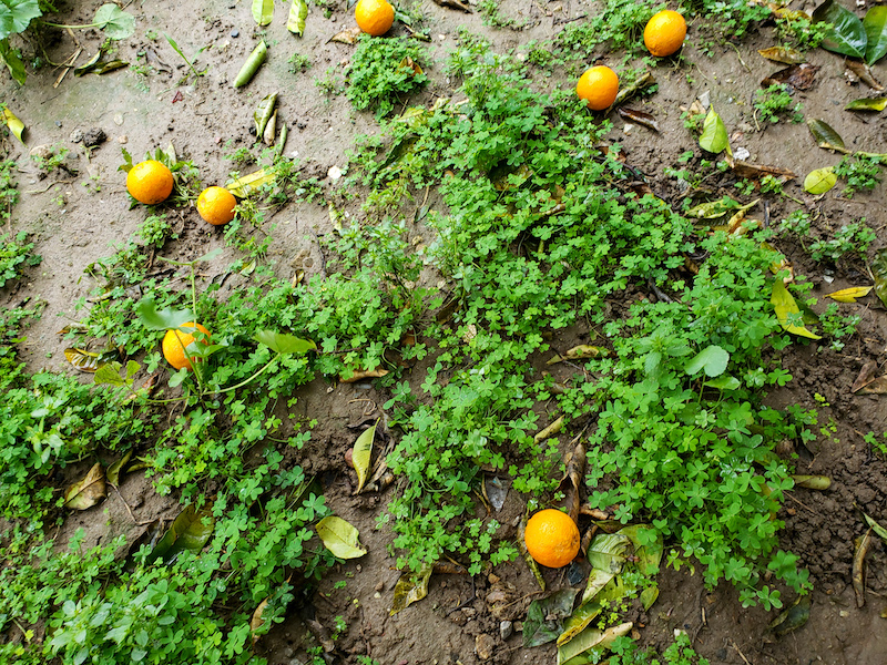 A field of oranges that are growing on the ground.