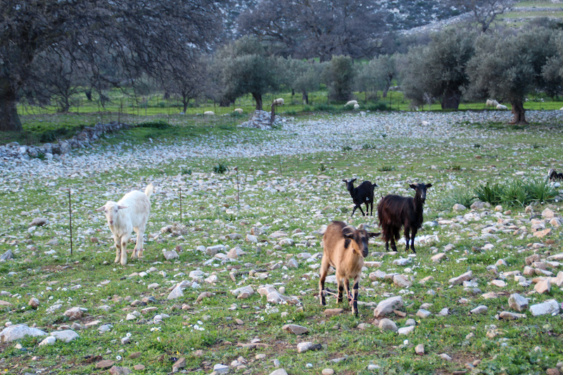 A herd of sheep grazing in an open field.