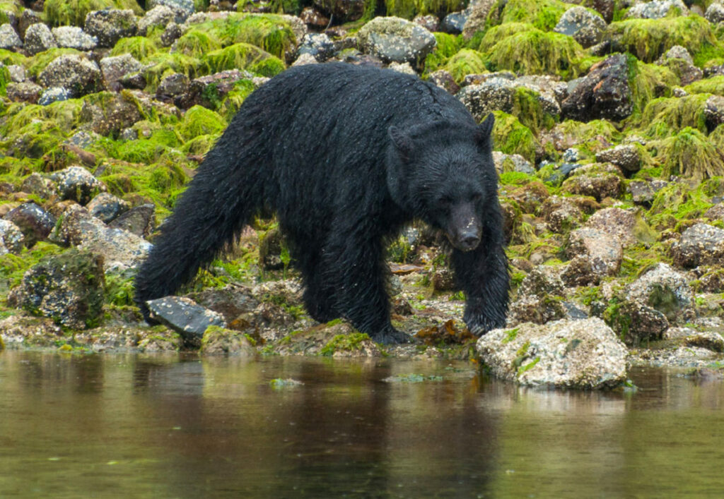 A black bear walking along the shore of a river.