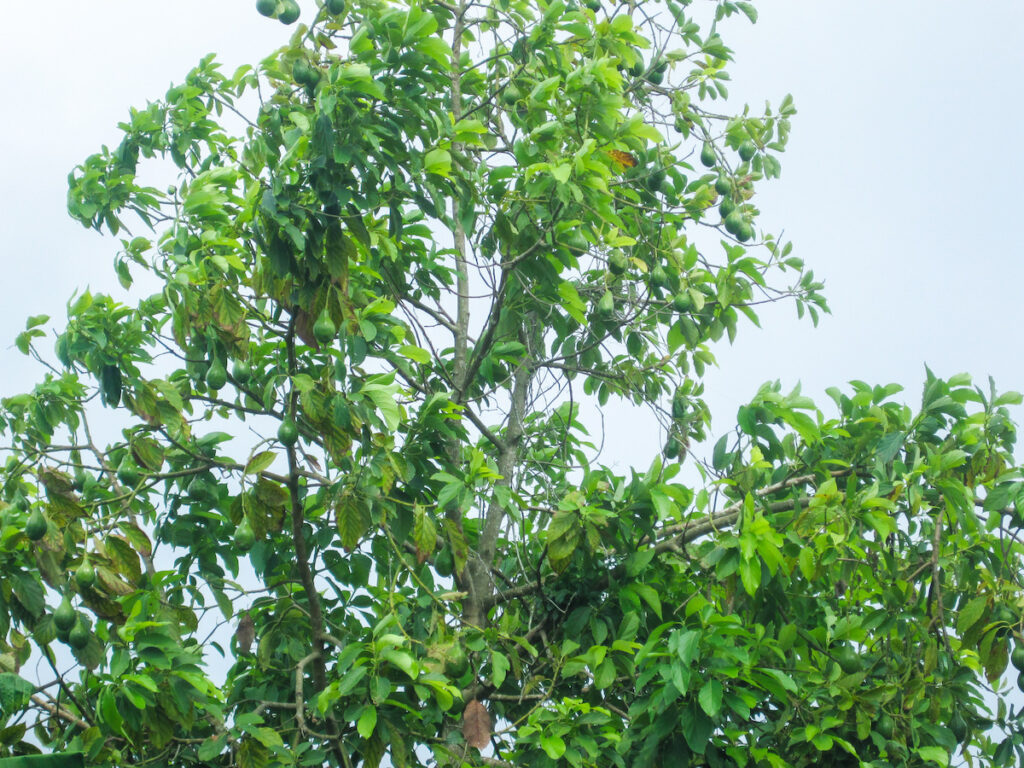 A tree with green leaves on it's branches.