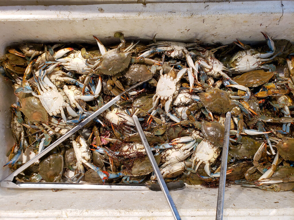 A close up of crabs in a container