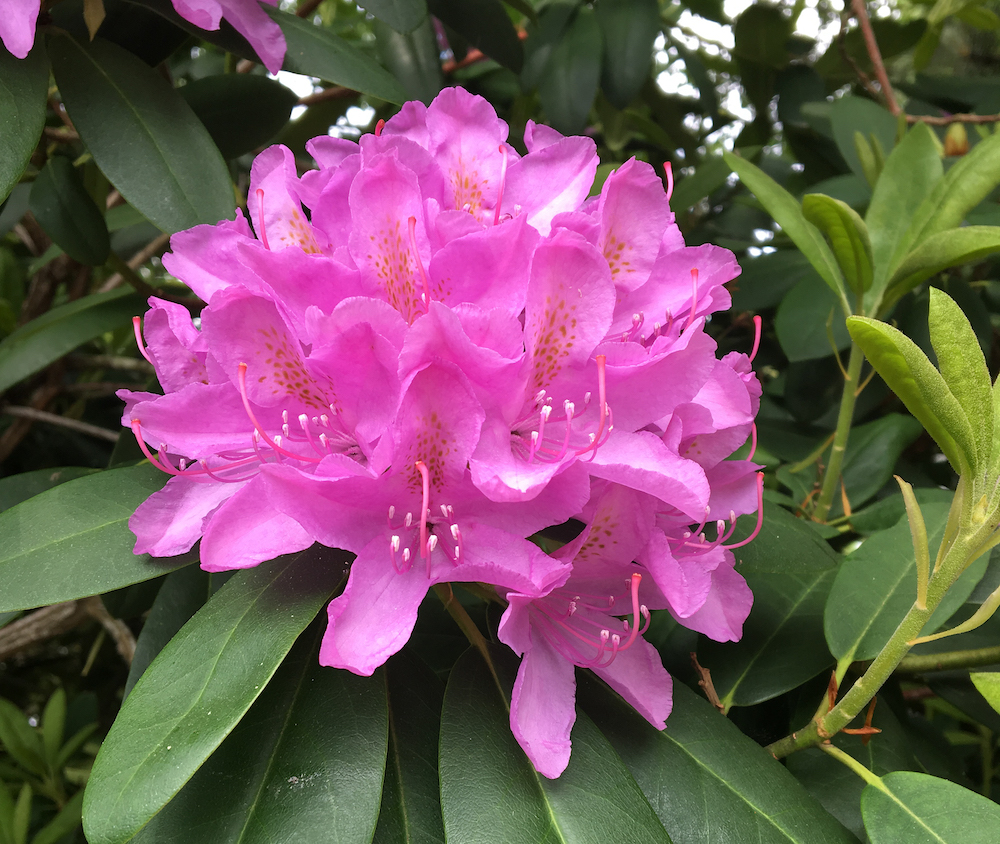 A close up of the flowers on a tree