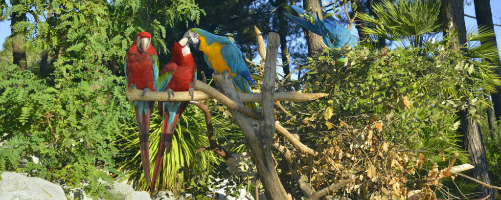 A group of parrots sitting on top of a tree branch. Guyanese