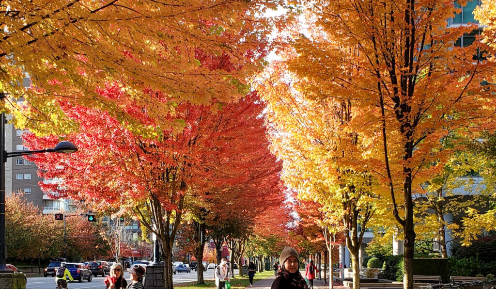 A person walking down the street in front of trees.