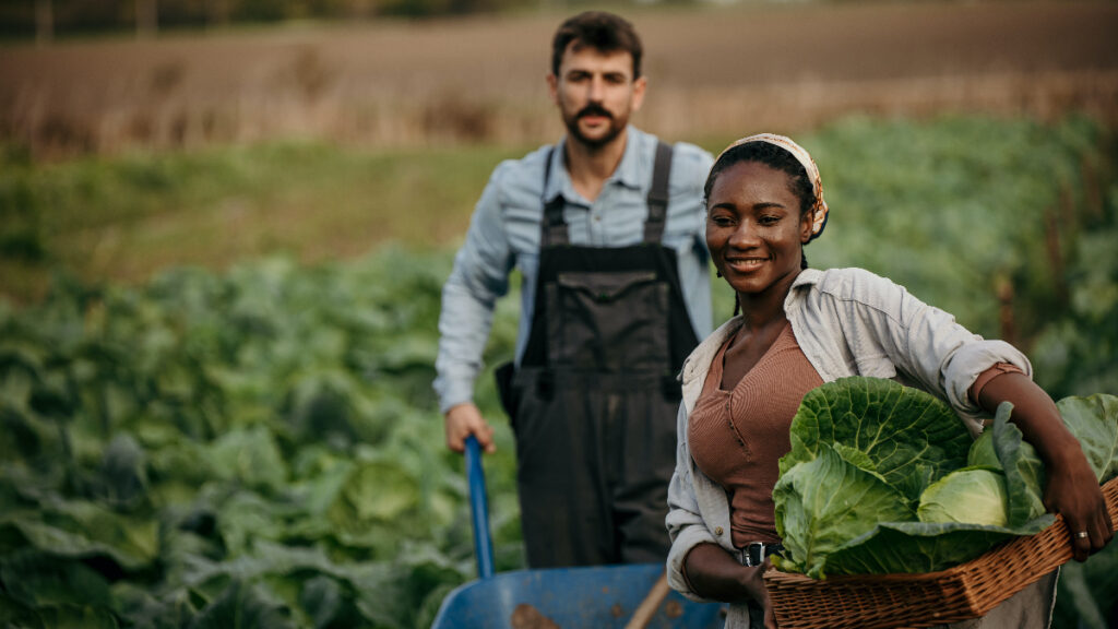 A man and woman in the field with vegetables.
