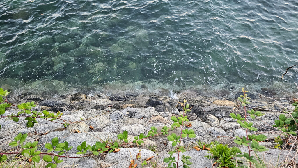 A rocky shore with water and plants on the side.