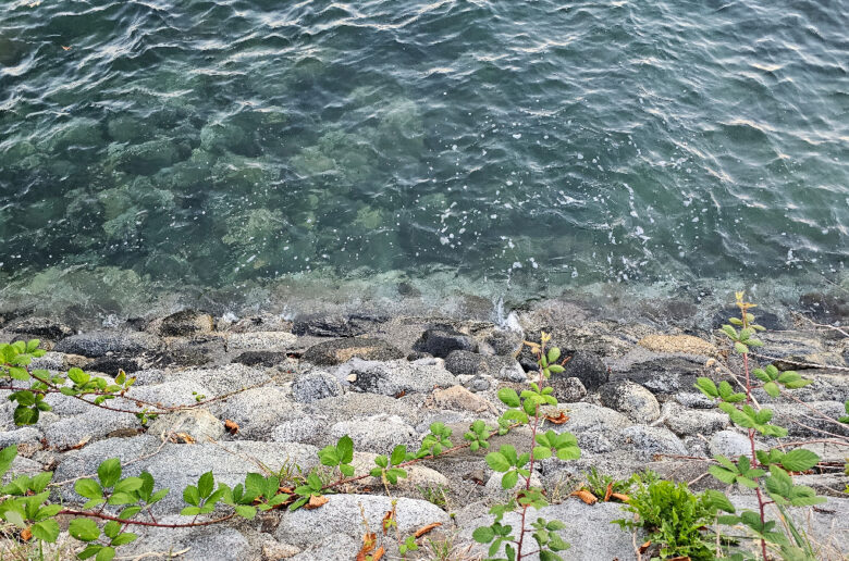 A rocky shore with water and plants on the side.