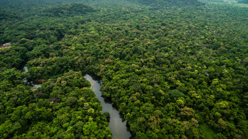 overhead image of the Guyana rainforest