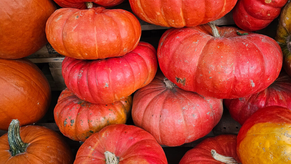 bright orange pumpkins