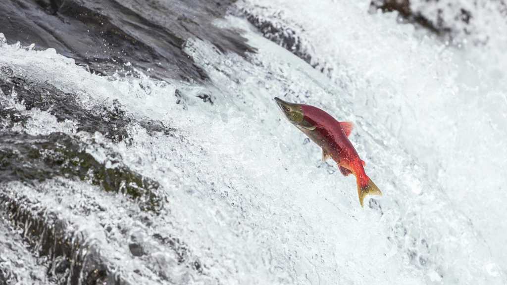 I know that somewhere, in a sushi bar, a kitchen, a TikTok reel, a young person is eating farmed salmon -And they are the future — not the activists, not the noise.