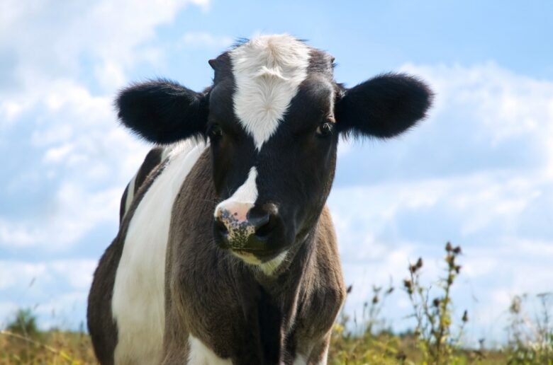 dairy cow in pasture